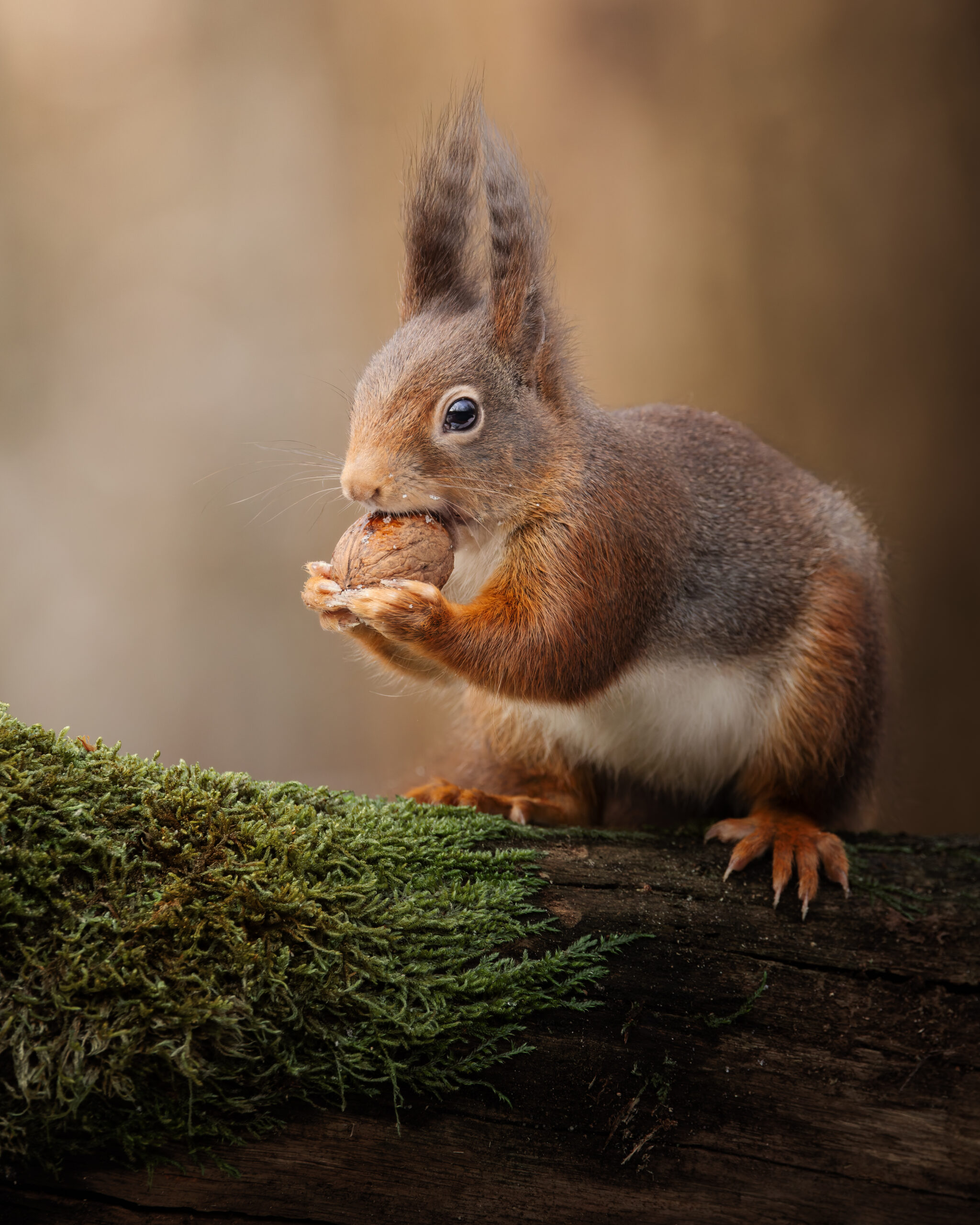 The Nut Collector - Image 3